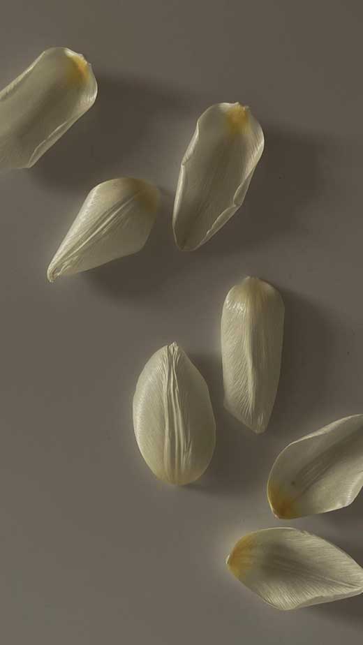 papel de parede iphone tulipa  petalas flor
