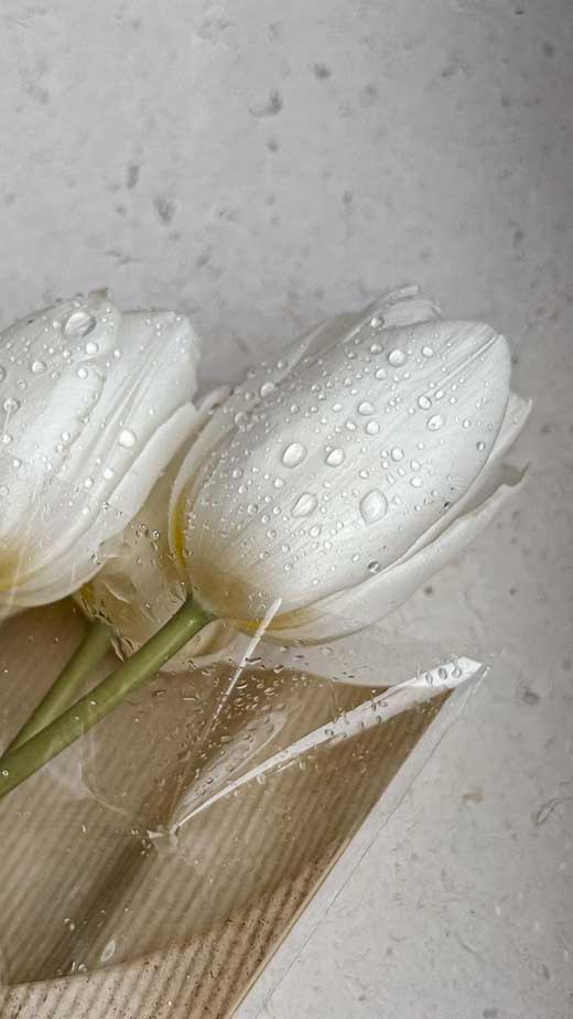 papel de parede iphone tulipa branco