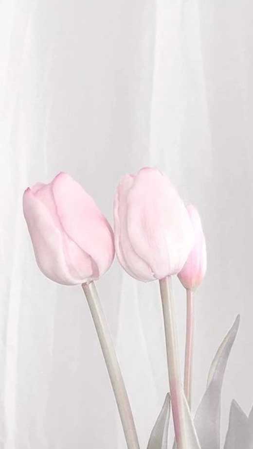 papel de parede iphone tulipa rosa