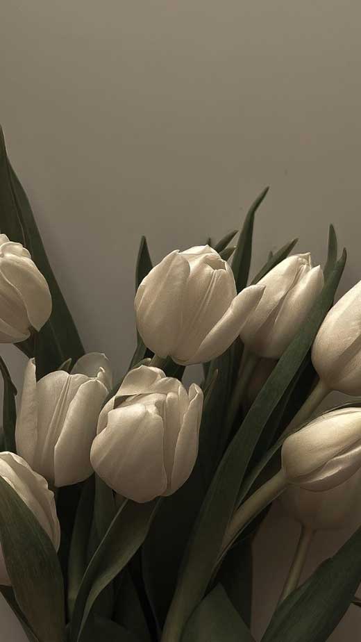 papel de parede iphone tulipa branca