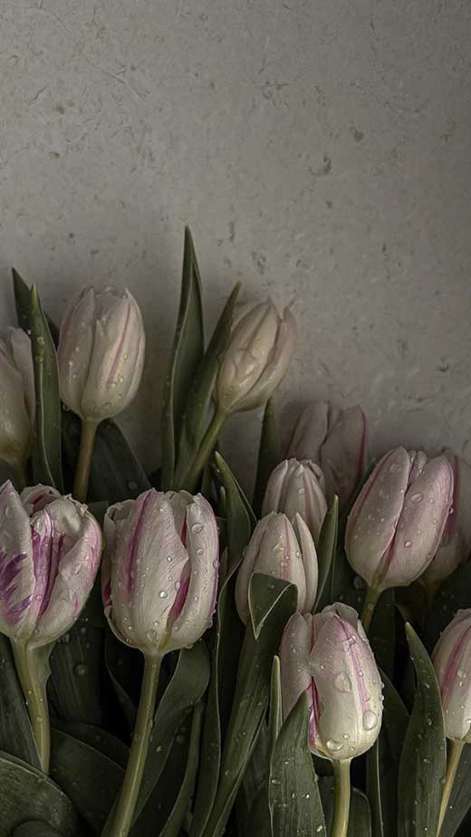 papel de parede iphone tulipa aesthetic